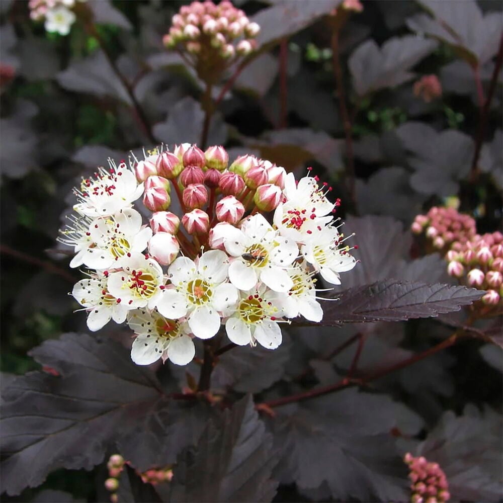 Rödbladig smällspirea