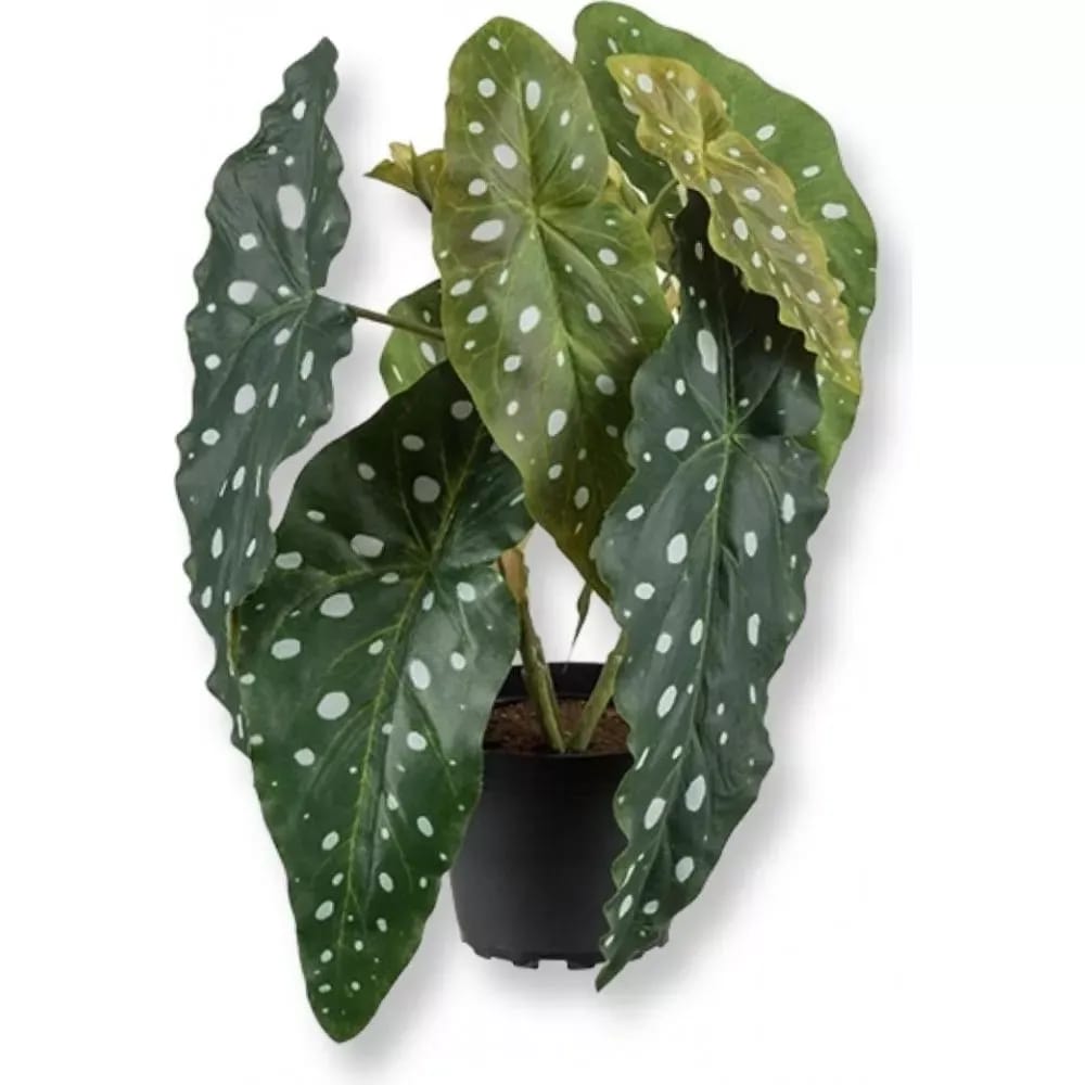 Forell begonia konstväxt